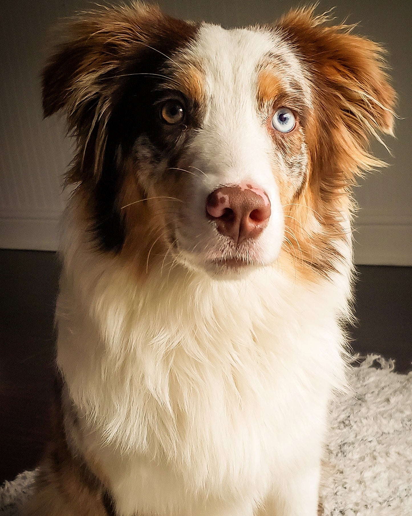 Puppy Outline Sign